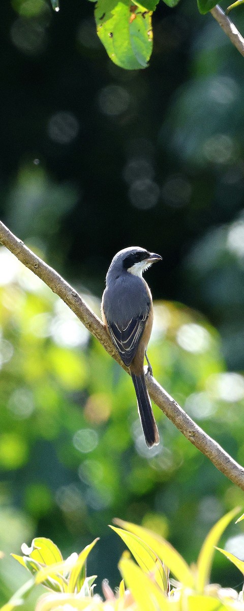 Gray-backed Shrike - ML645940307