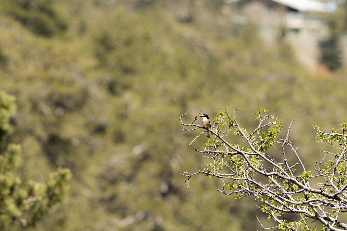 Masked Shrike - ML645940312