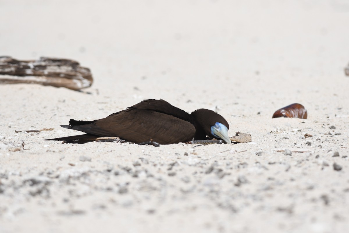 Brown Booby - ML645940315