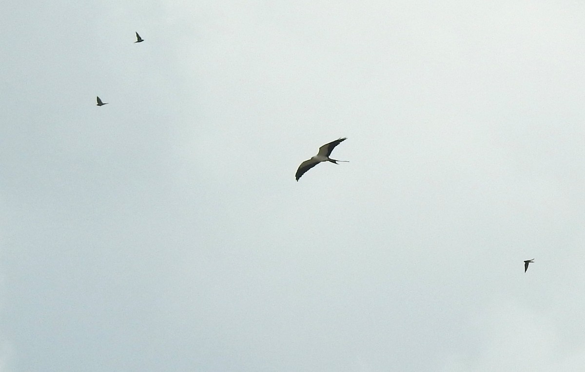 Swallow-tailed Kite - ML645940321