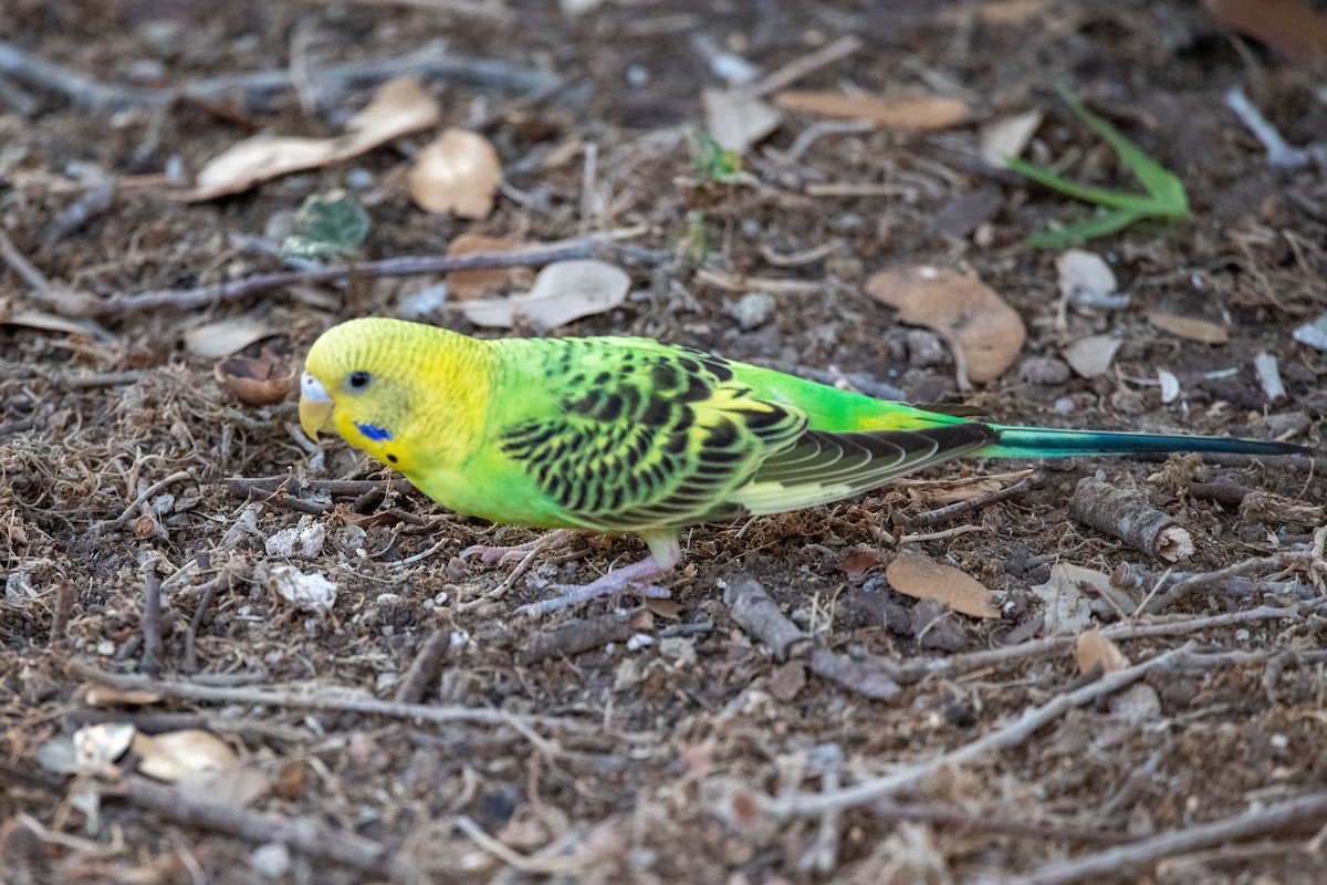 Budgerigar (Domestic type) - ML645940322