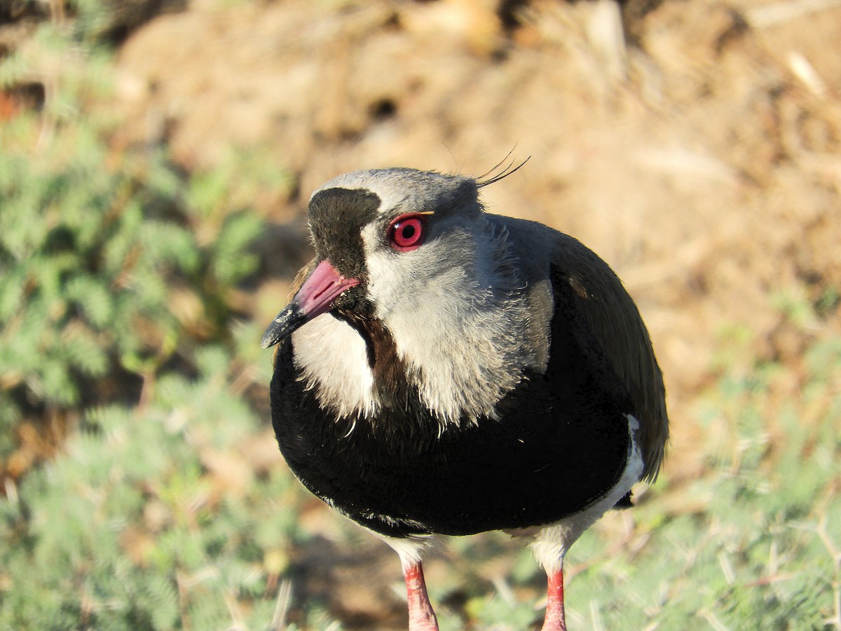 Bronzekiebitz - ML645940325