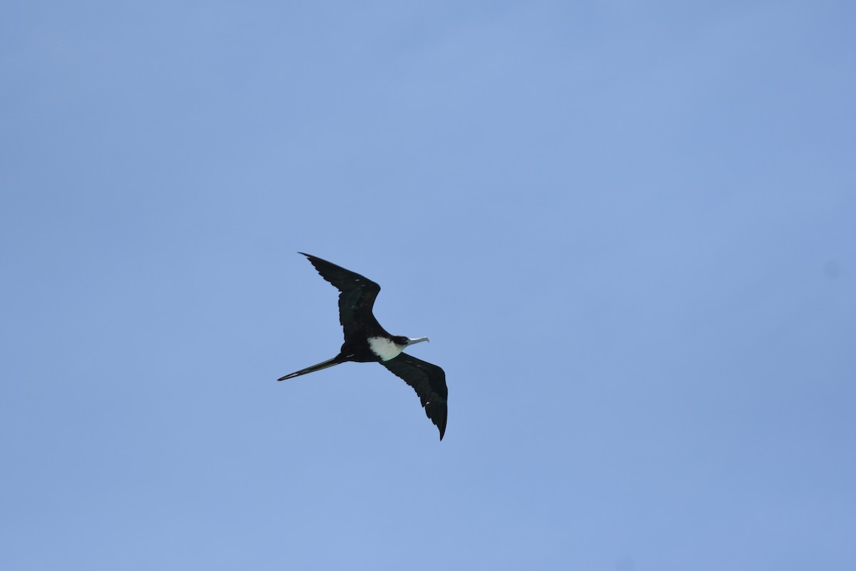 פריגט גדול - ML645940326