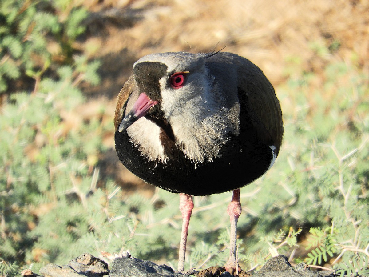 Bronzekiebitz - ML645940327