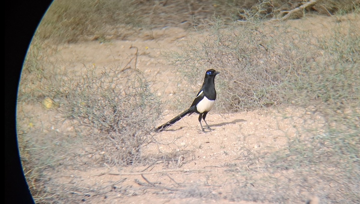 Maghreb Magpie - ML645940331