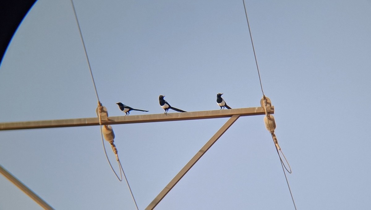 Maghreb Magpie - ML645940332