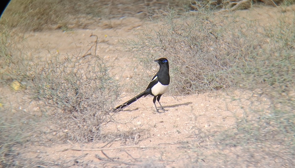 Maghreb Magpie - ML645940333