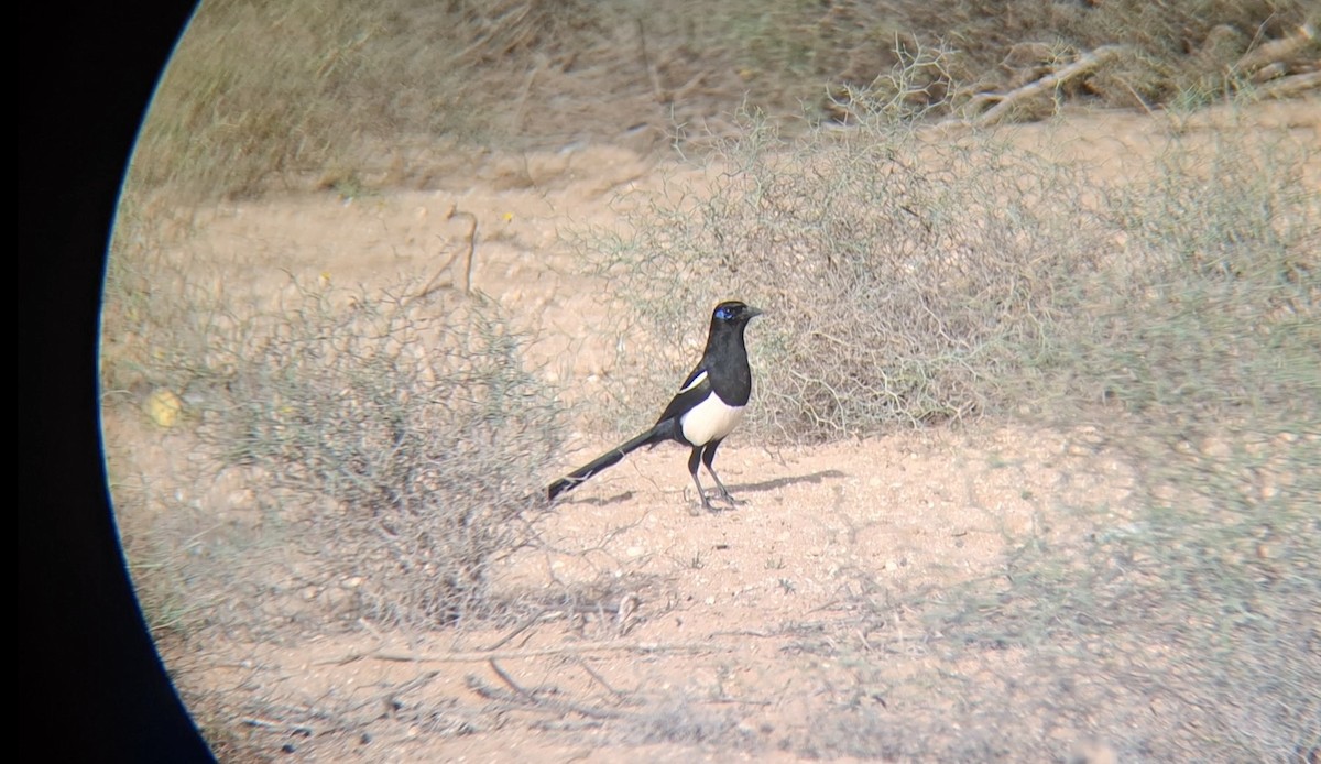 Maghreb Magpie - ML645940334