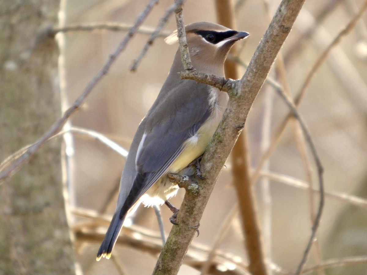 Cedar Waxwing - ML645940336