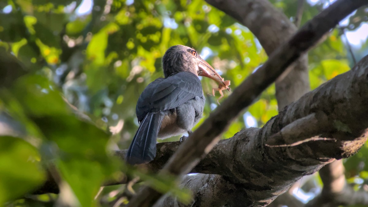 zoborožec indický - ML645940338