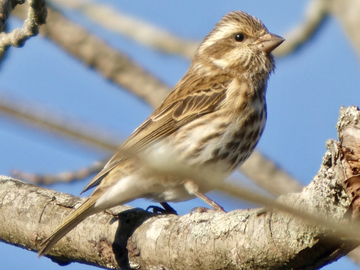 Purple Finch - ML645940344