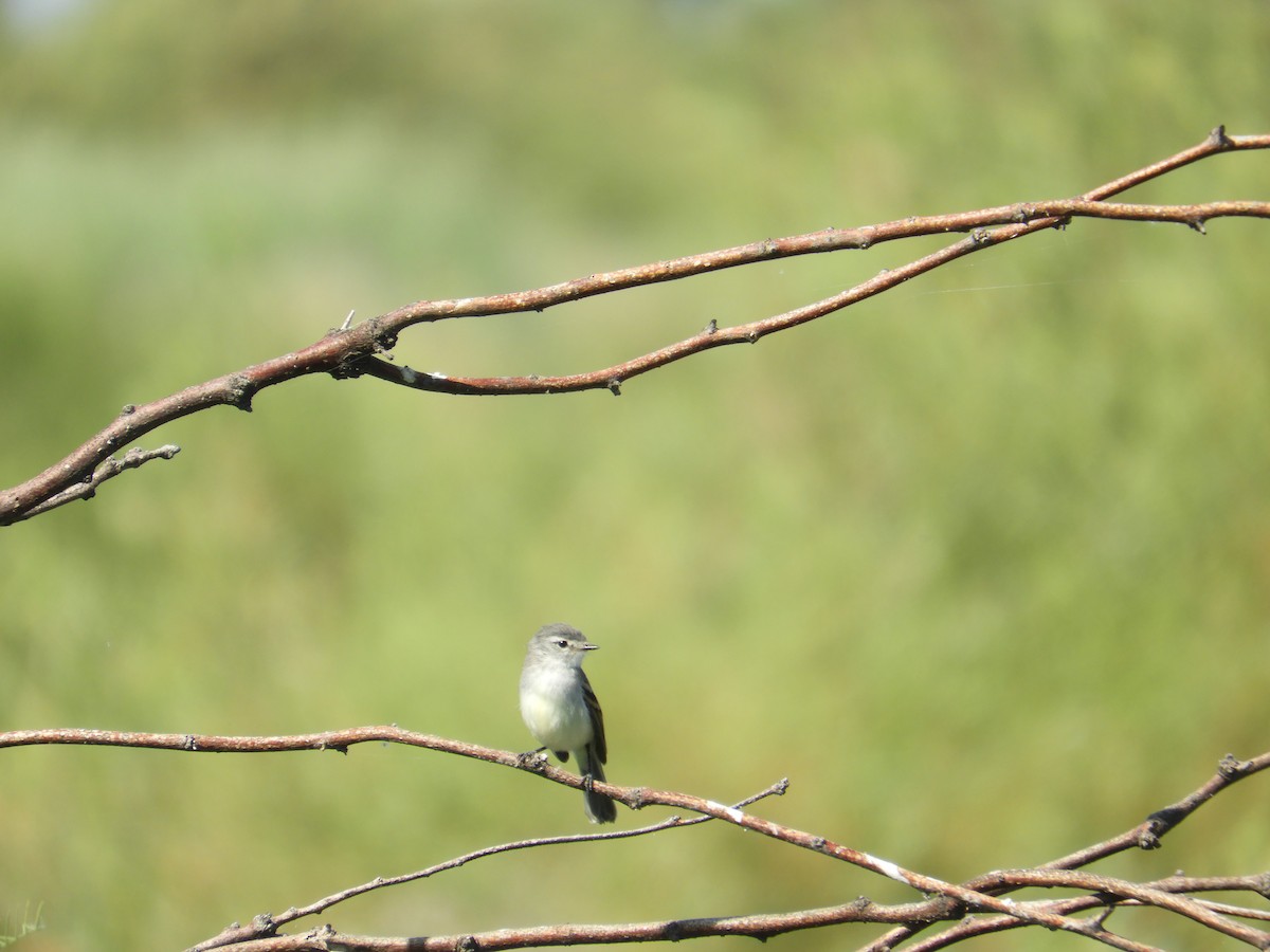 Grauscheitel-Kleintyrann - ML645940345