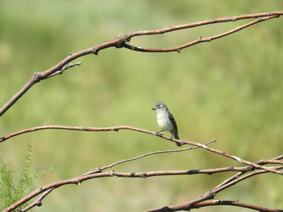 Grauscheitel-Kleintyrann - ML645940346
