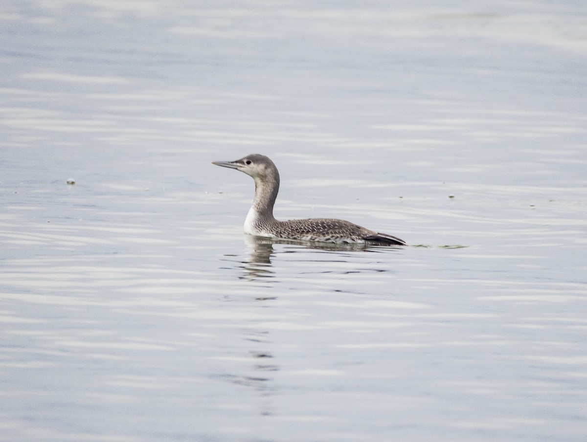 Red-throated Loon - ML645940353