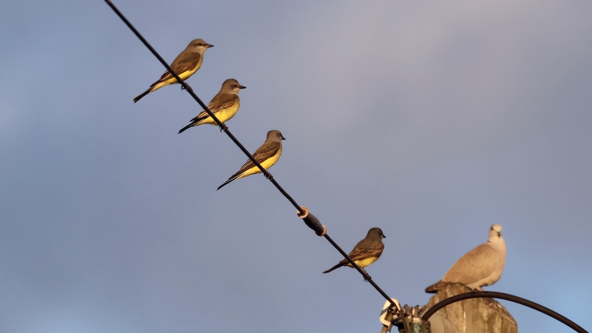 tyran západní - ML645940358