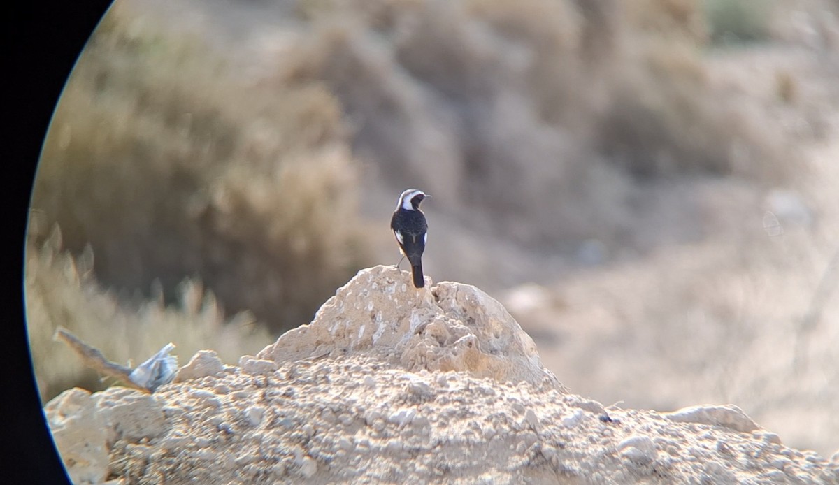 Moussier's Redstart - ML645940360