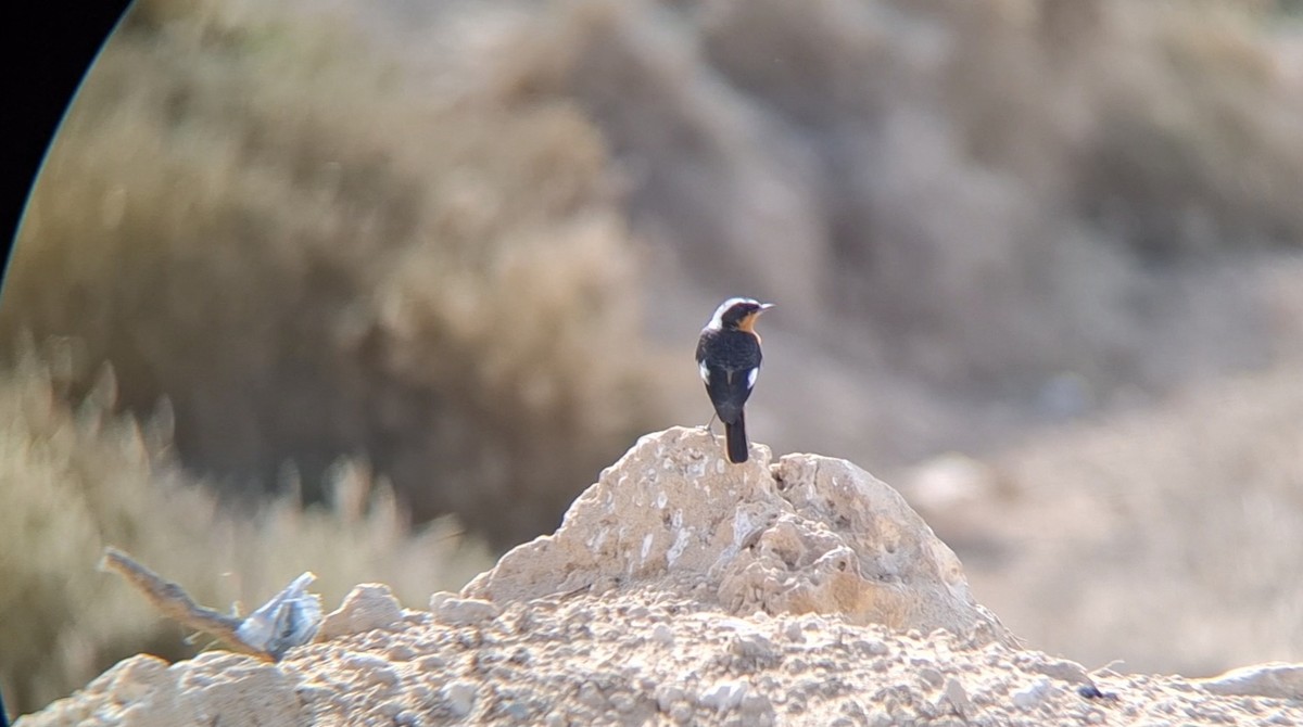 Moussier's Redstart - ML645940361