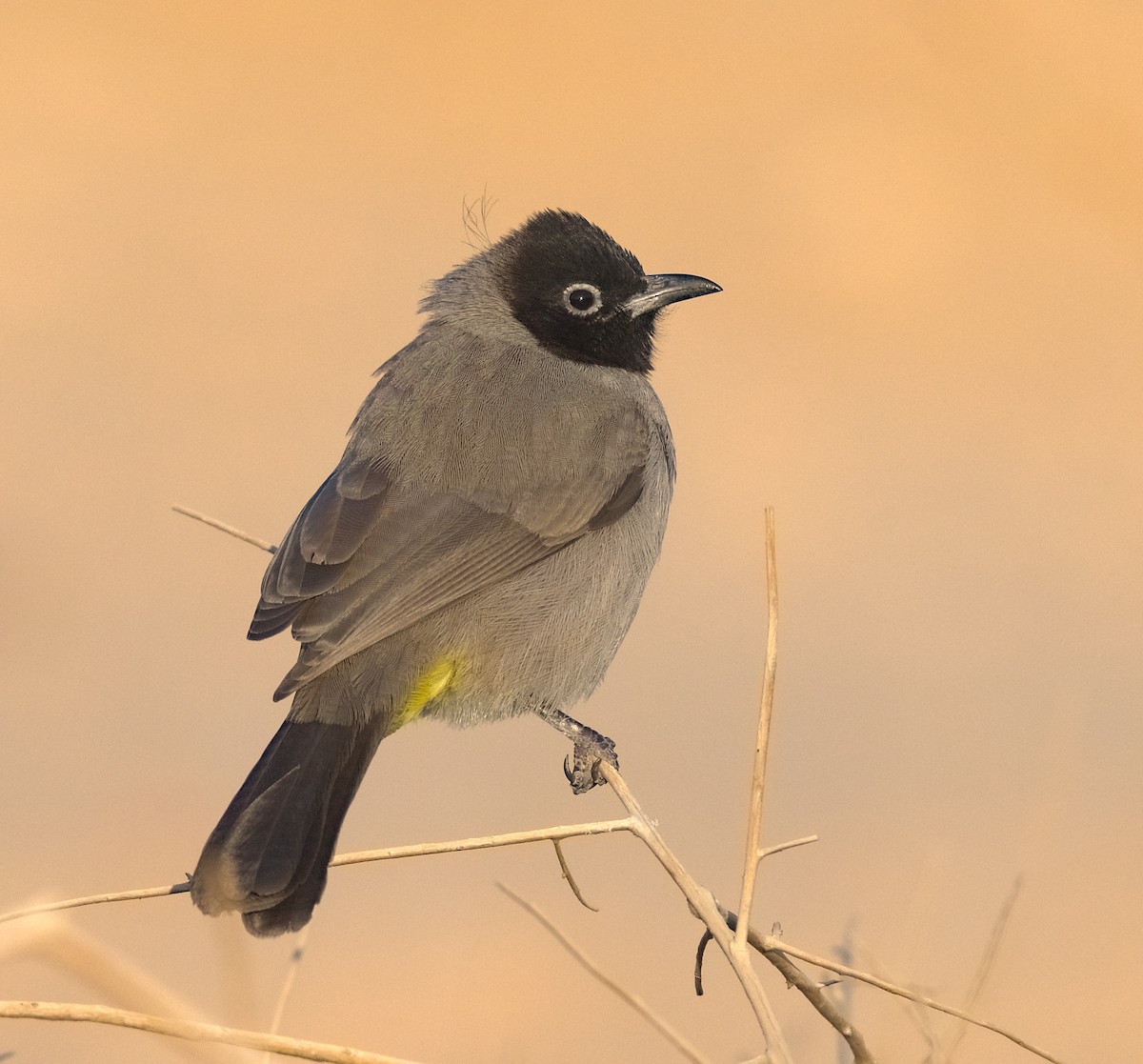 Gelbsteißbülbül - ML645940362