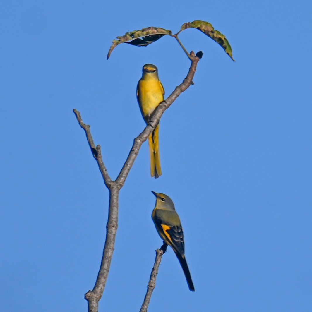Long-tailed Minivet - ML645940375