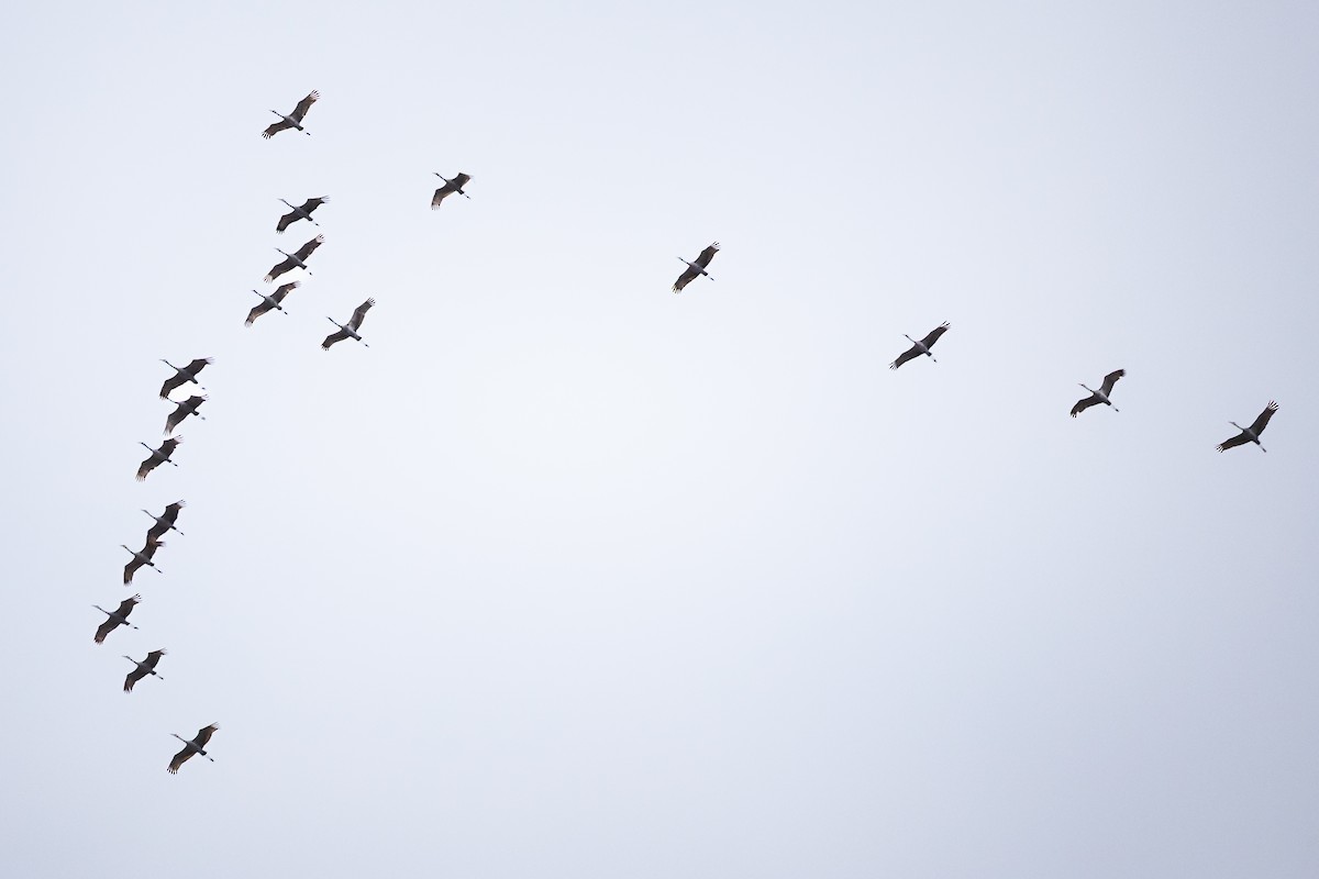 Sandhill Crane - ML645940377