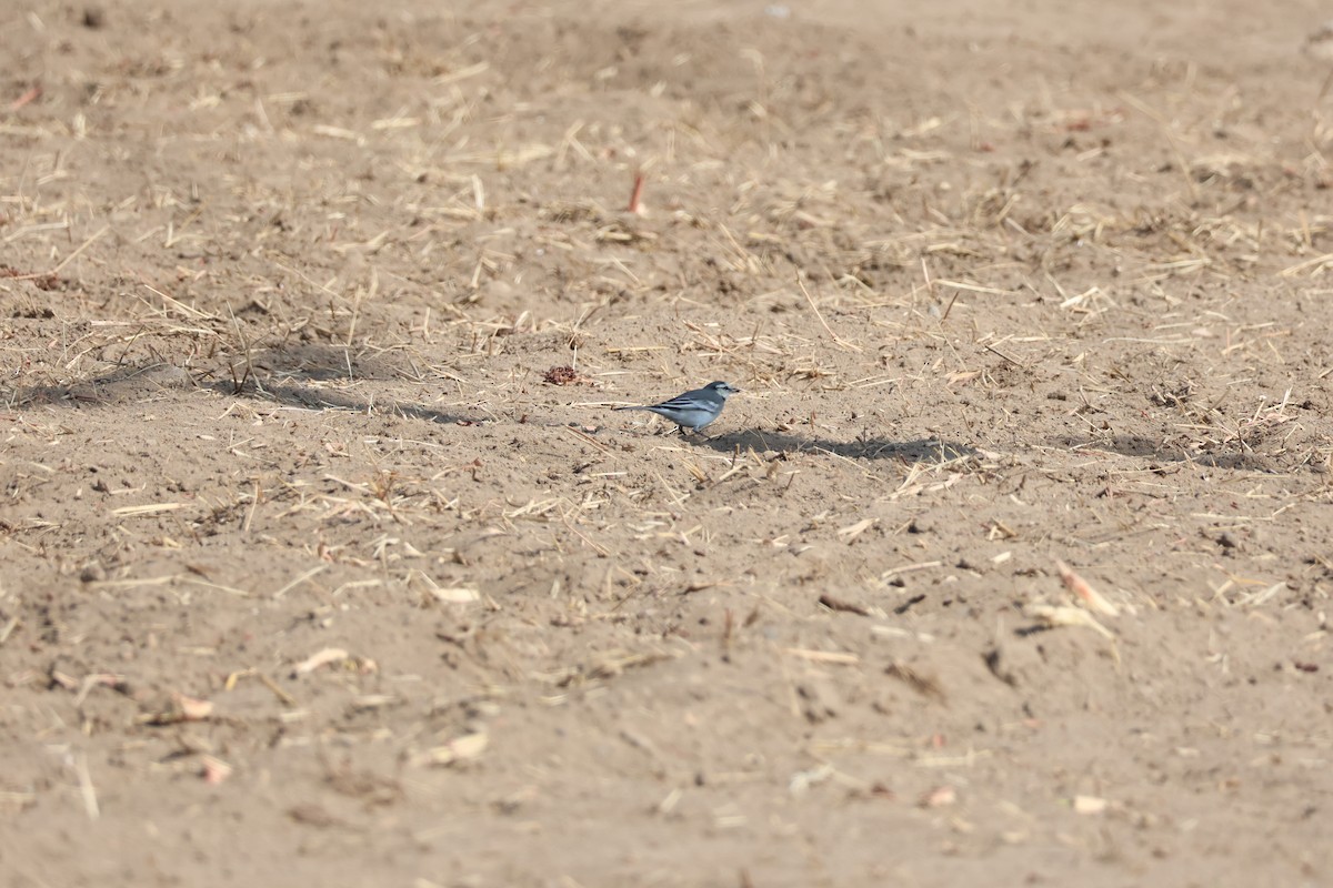 White Wagtail - ML645940379
