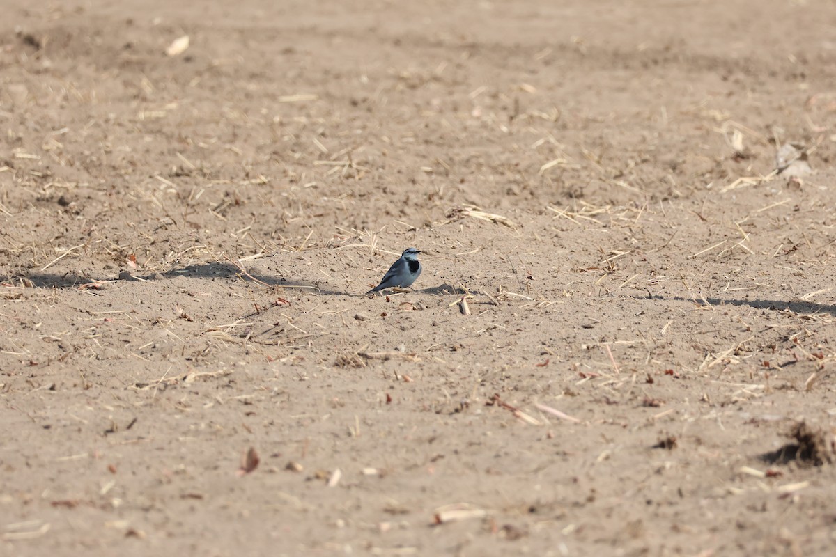 White Wagtail - ML645940380