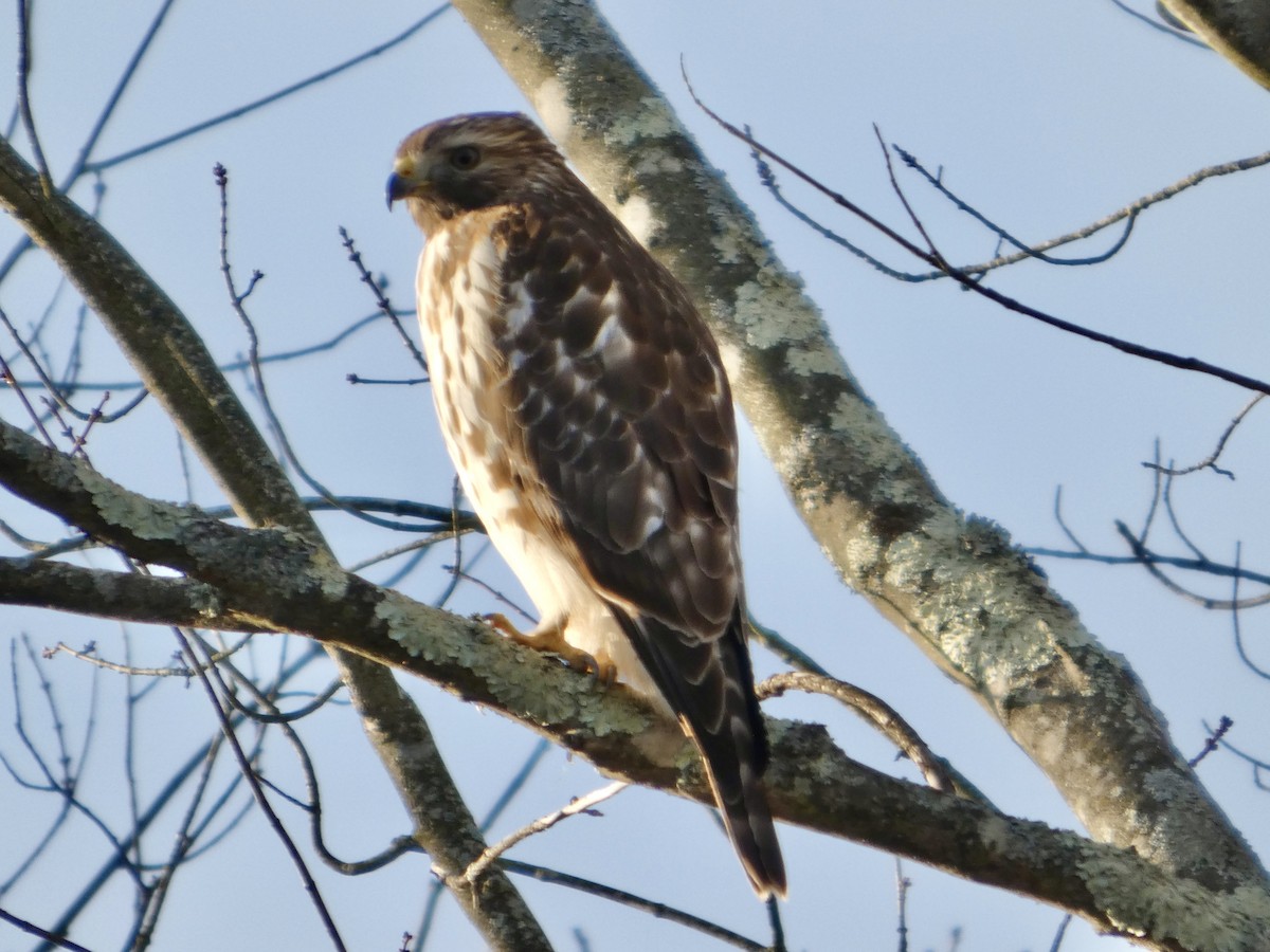 Red-shouldered Hawk - ML645940402