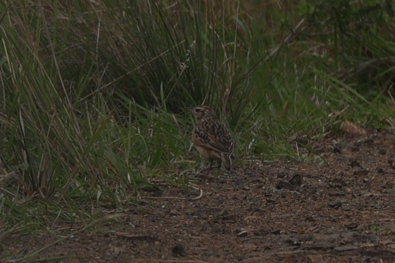 Rufous-naped Lark - ML645940405
