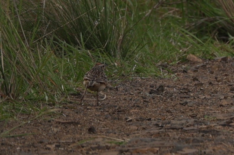 Rufous-naped Lark - ML645940406