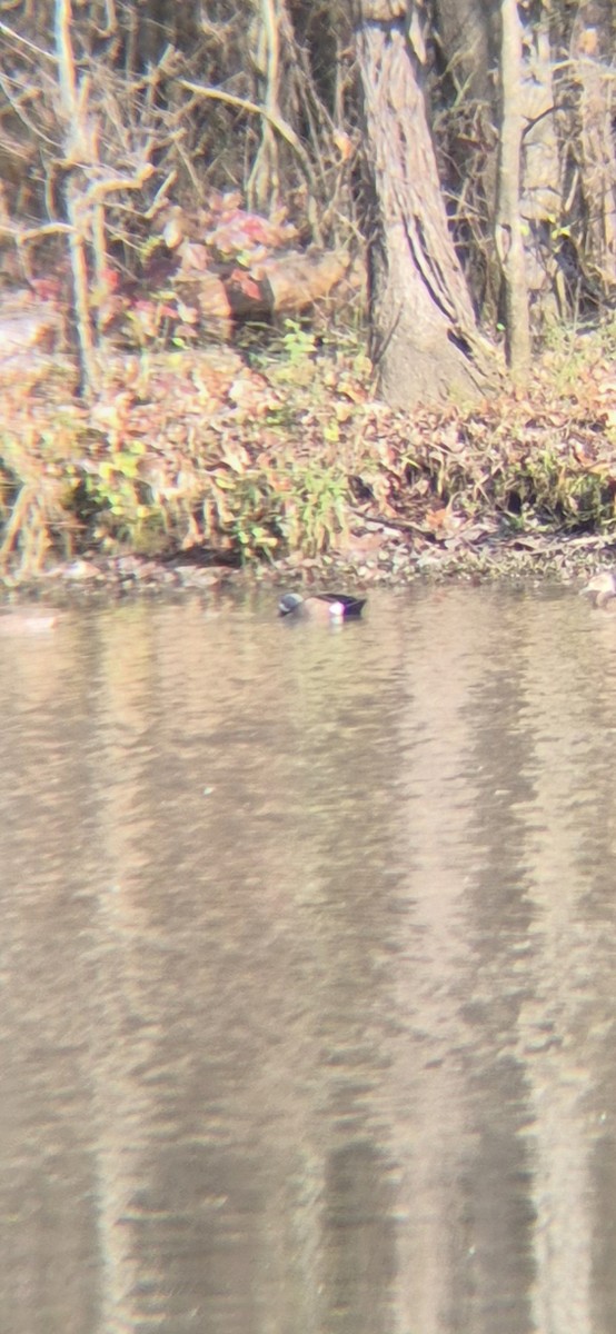 Чирянка блакитнокрила - ML645940410