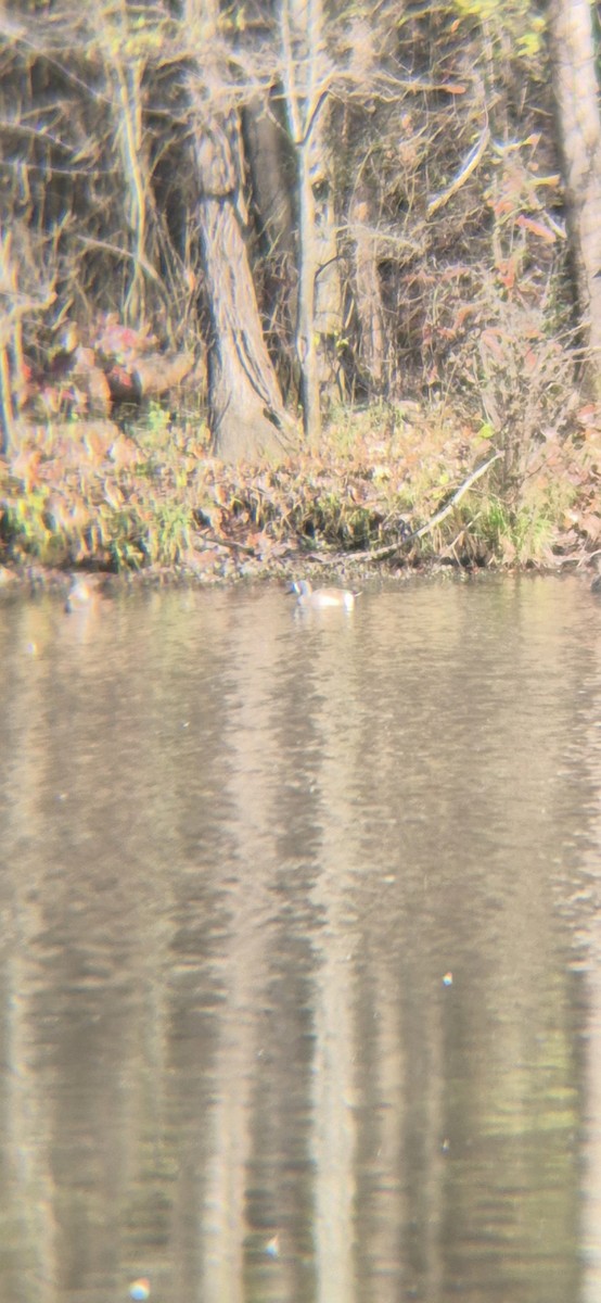 Чирянка блакитнокрила - ML645940411