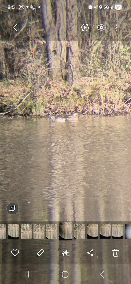 Чирянка блакитнокрила - ML645940412