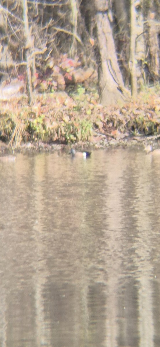 Чирянка блакитнокрила - ML645940413