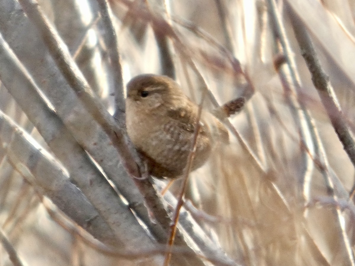 Winter Wren - ML645940416