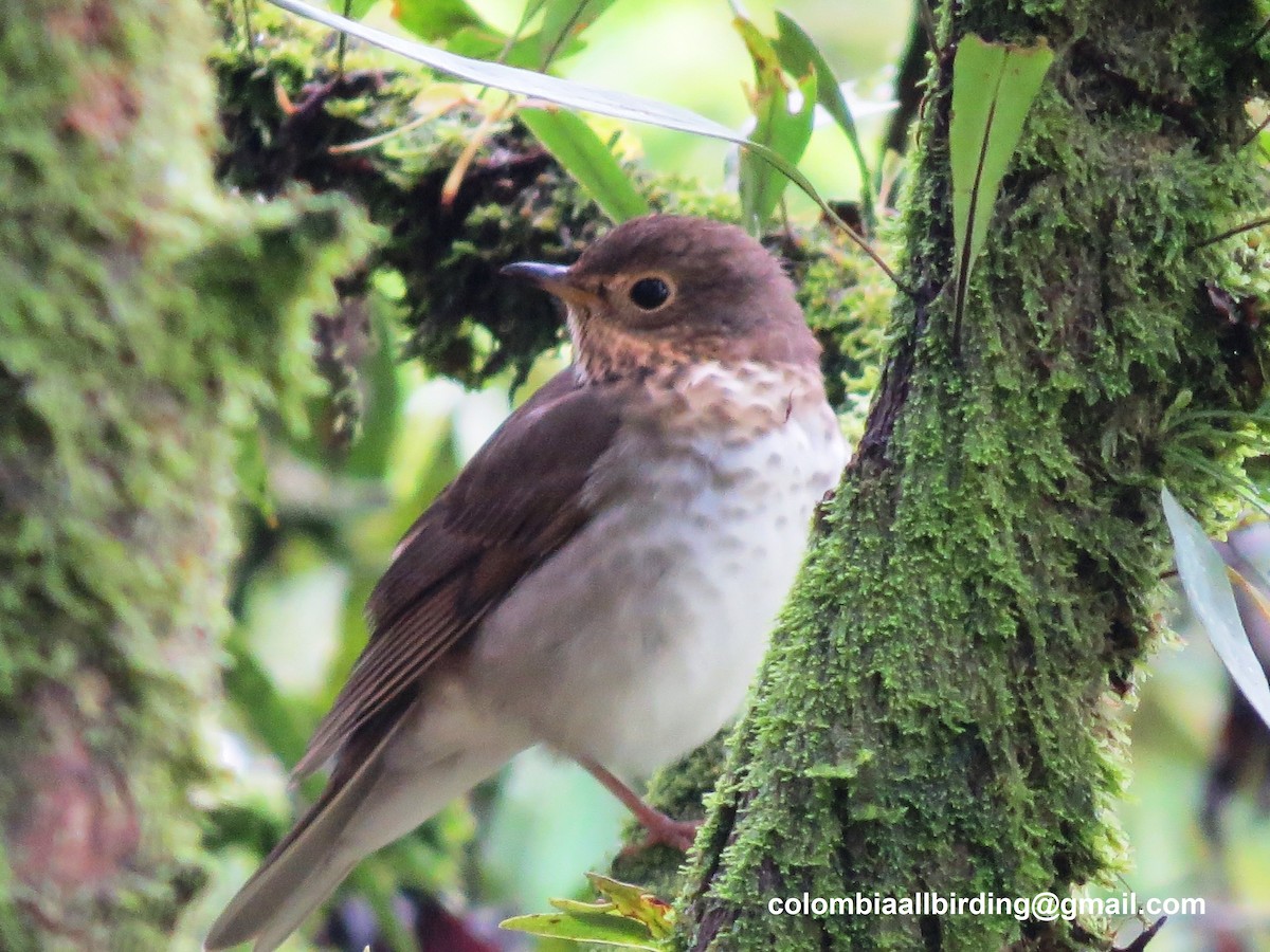 Zorzalito de Swainson - ML645940441