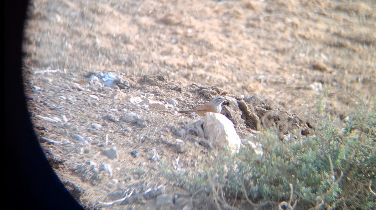 House Bunting - ML645940443