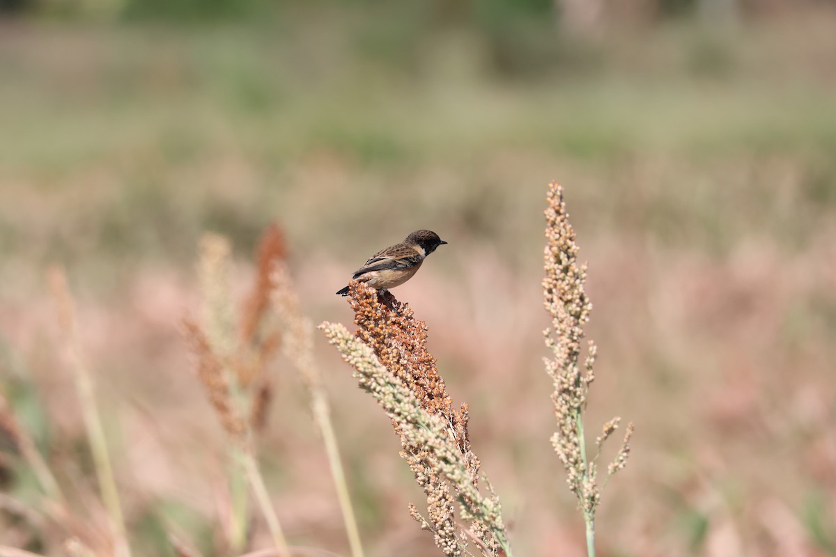 Amur Stonechat - ML645940445