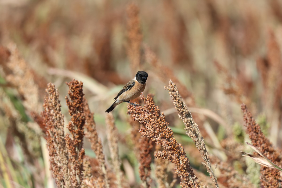 Amur Stonechat - ML645940446
