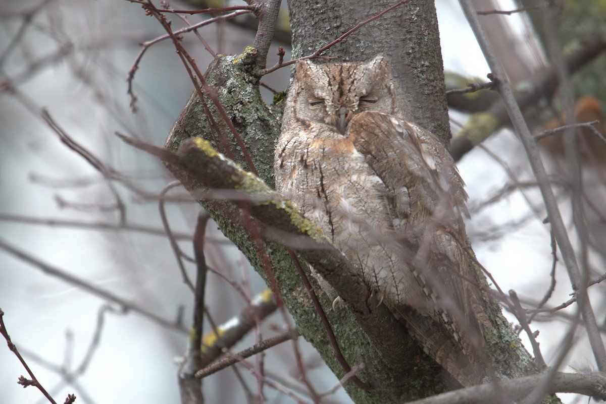 Eurasian Scops-Owl - ML645940449