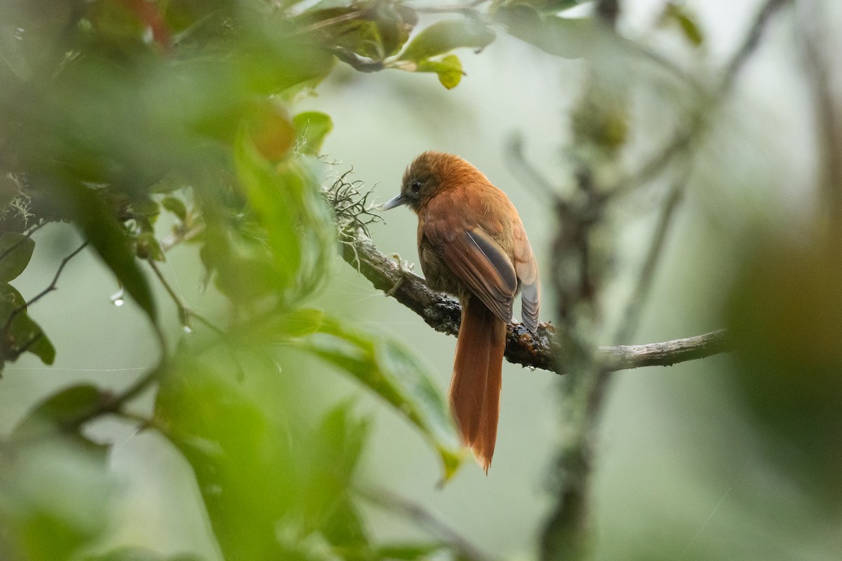 Russet-mantled Softtail - ML645940453