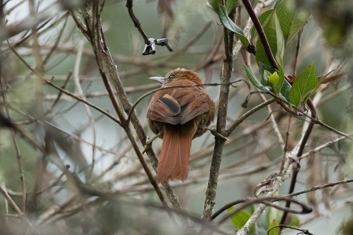 Russet-mantled Softtail - ML645940454