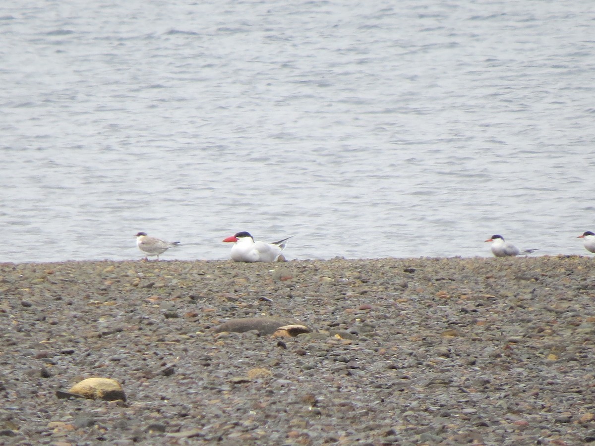Caspian Tern - ML645940459