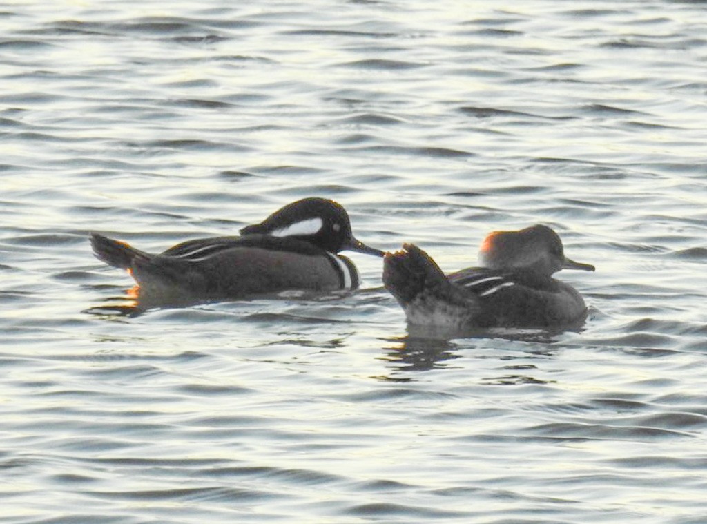 Hooded Merganser - ML645940468
