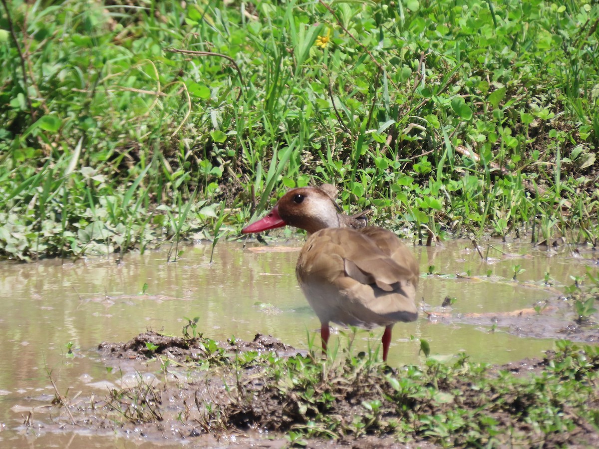 Brazilian Teal - ML645940470