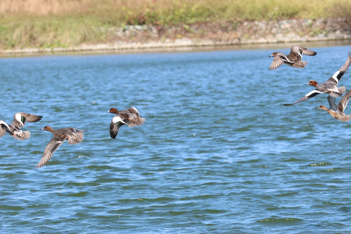 Eurasian Wigeon - ML645940479