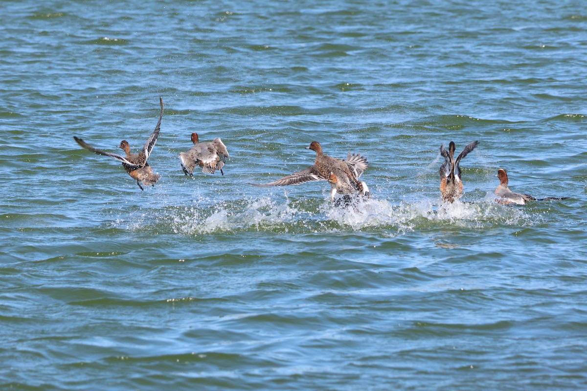 Eurasian Wigeon - ML645940480