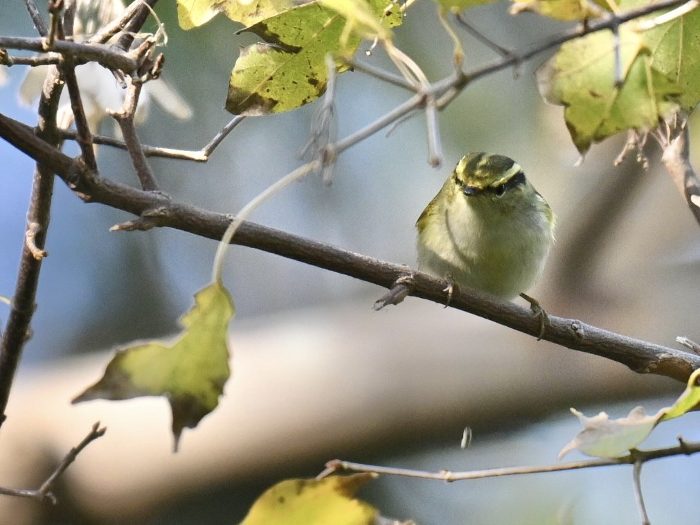 Pallas's Leaf Warbler - ML645940482