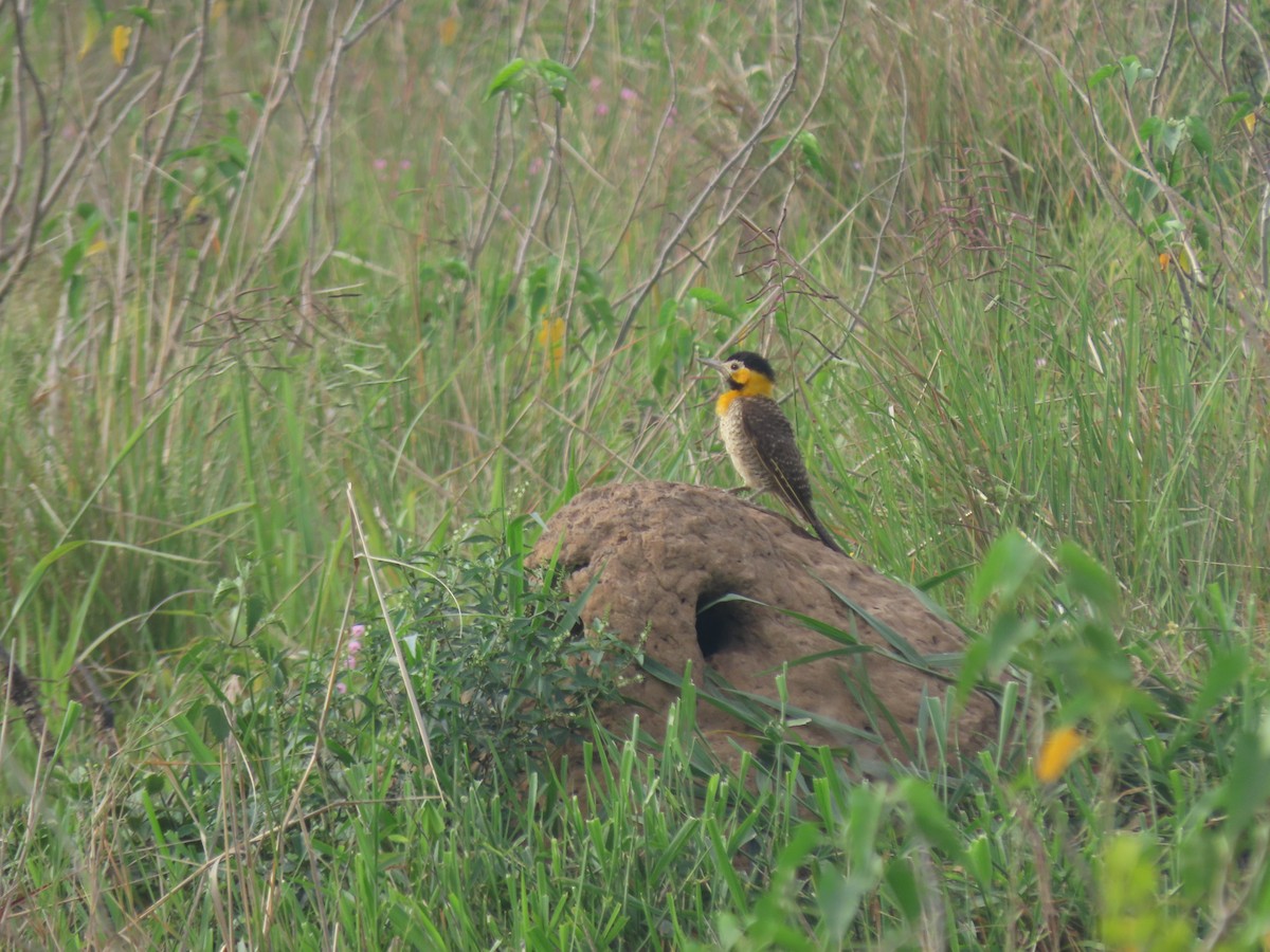 Campo Flicker - ML645940507