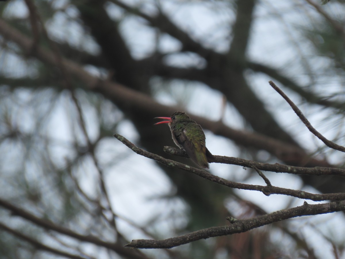 Gilded Hummingbird - ML645940509
