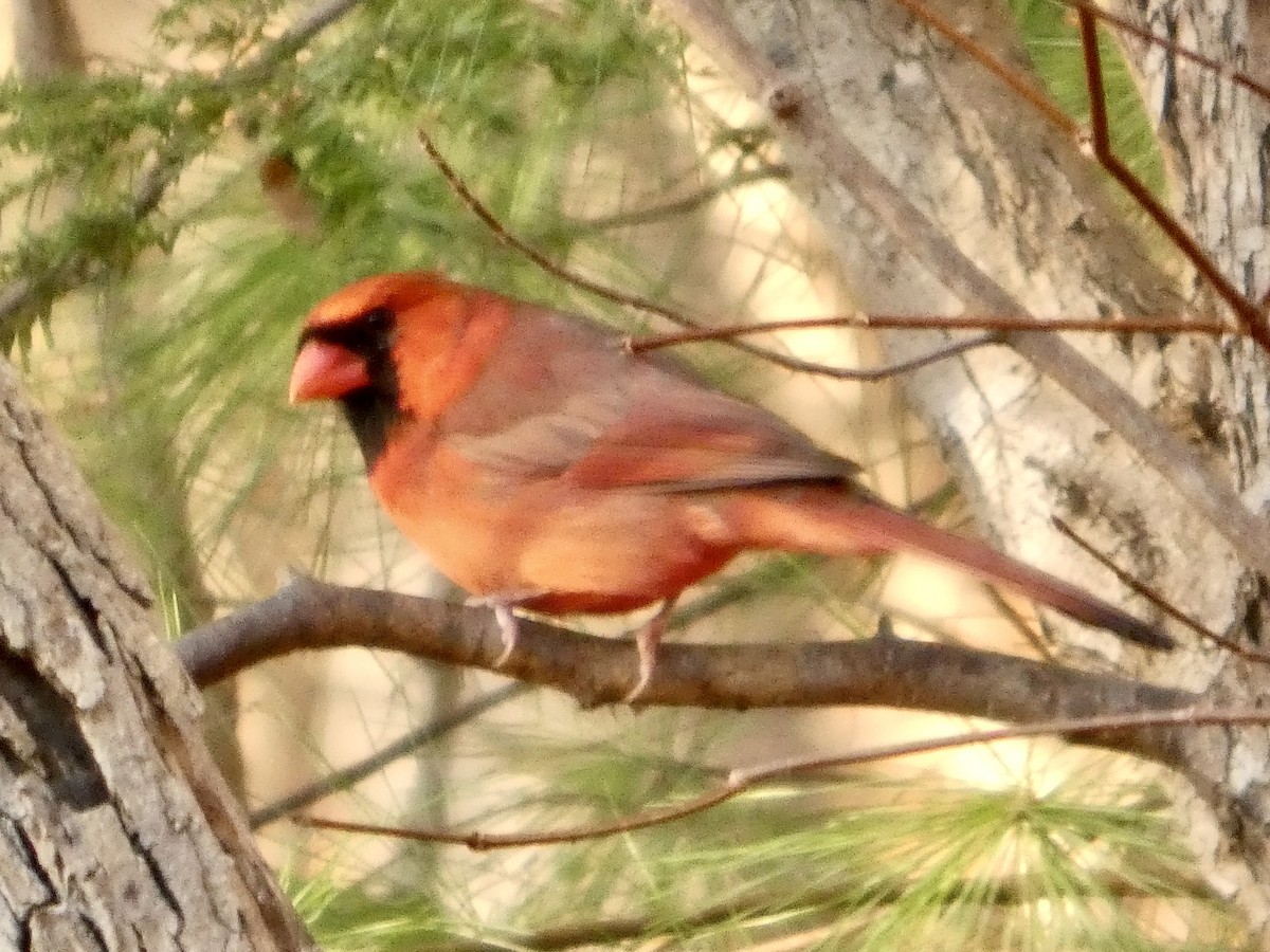 Northern Cardinal - ML645940511